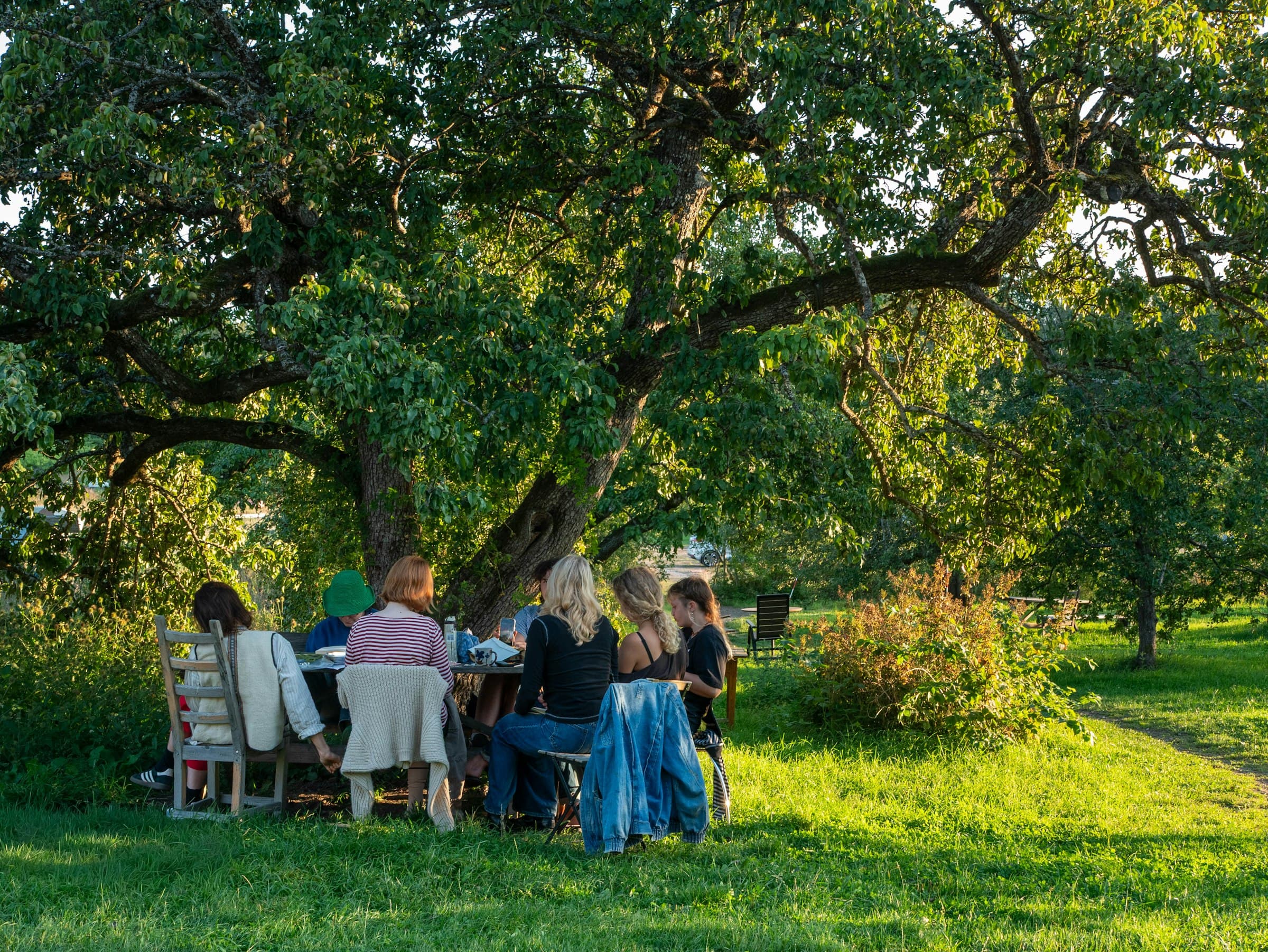 Adults and a child seated around a table on the grass beneath a large spreading tree, low evening sun across the meadow behind them